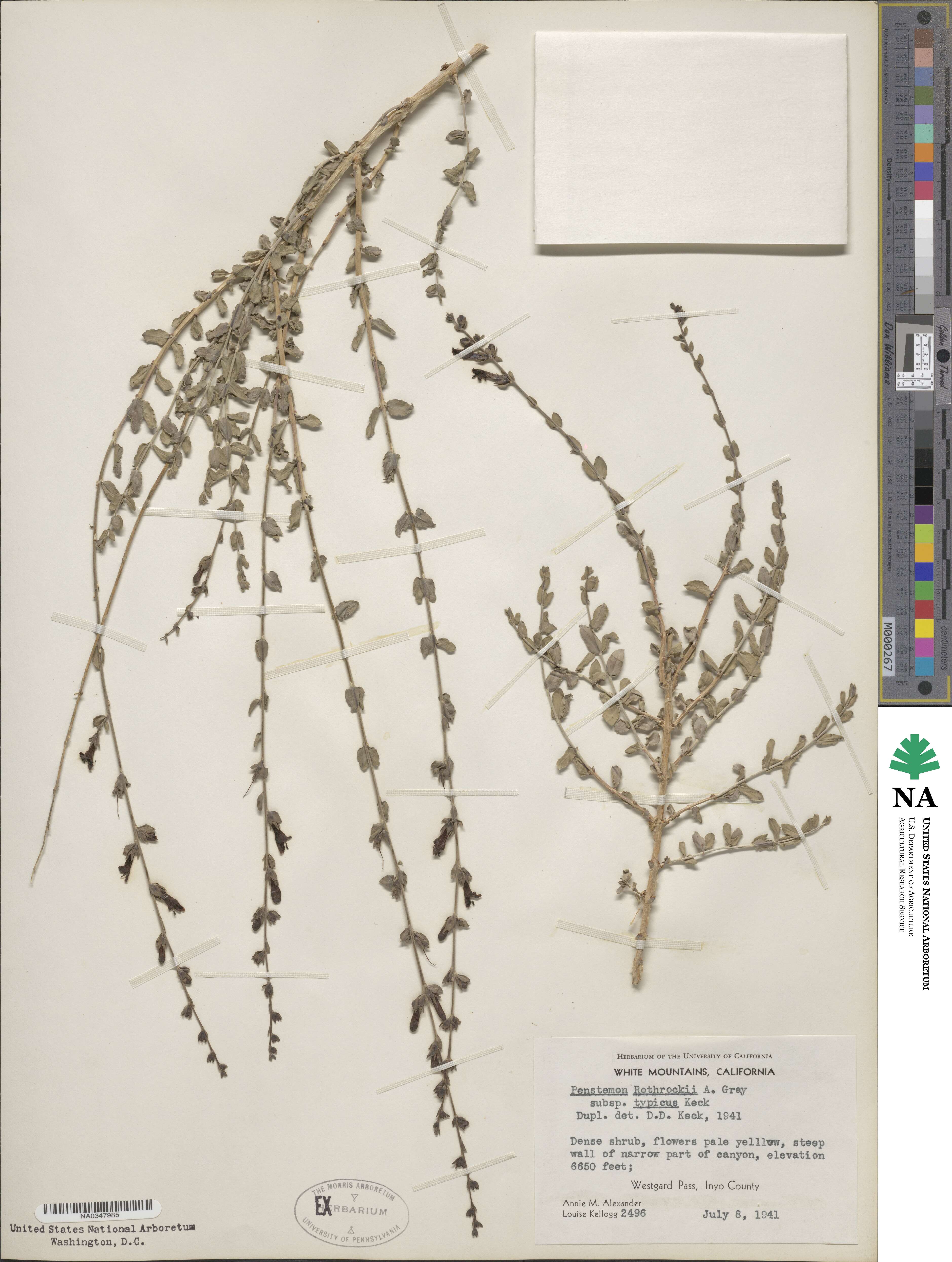 Keckiella rothrockii image