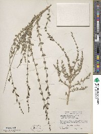 Keckiella rothrockii image