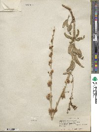 Penstemon rubicundus image