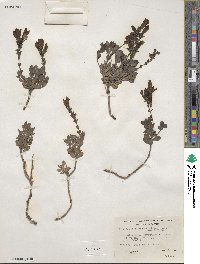 Penstemon rupicola image