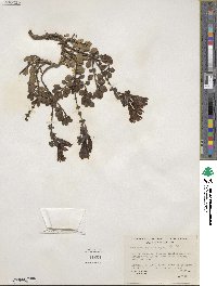 Penstemon rupicola image