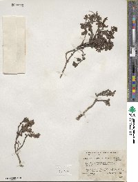 Penstemon rupicola image