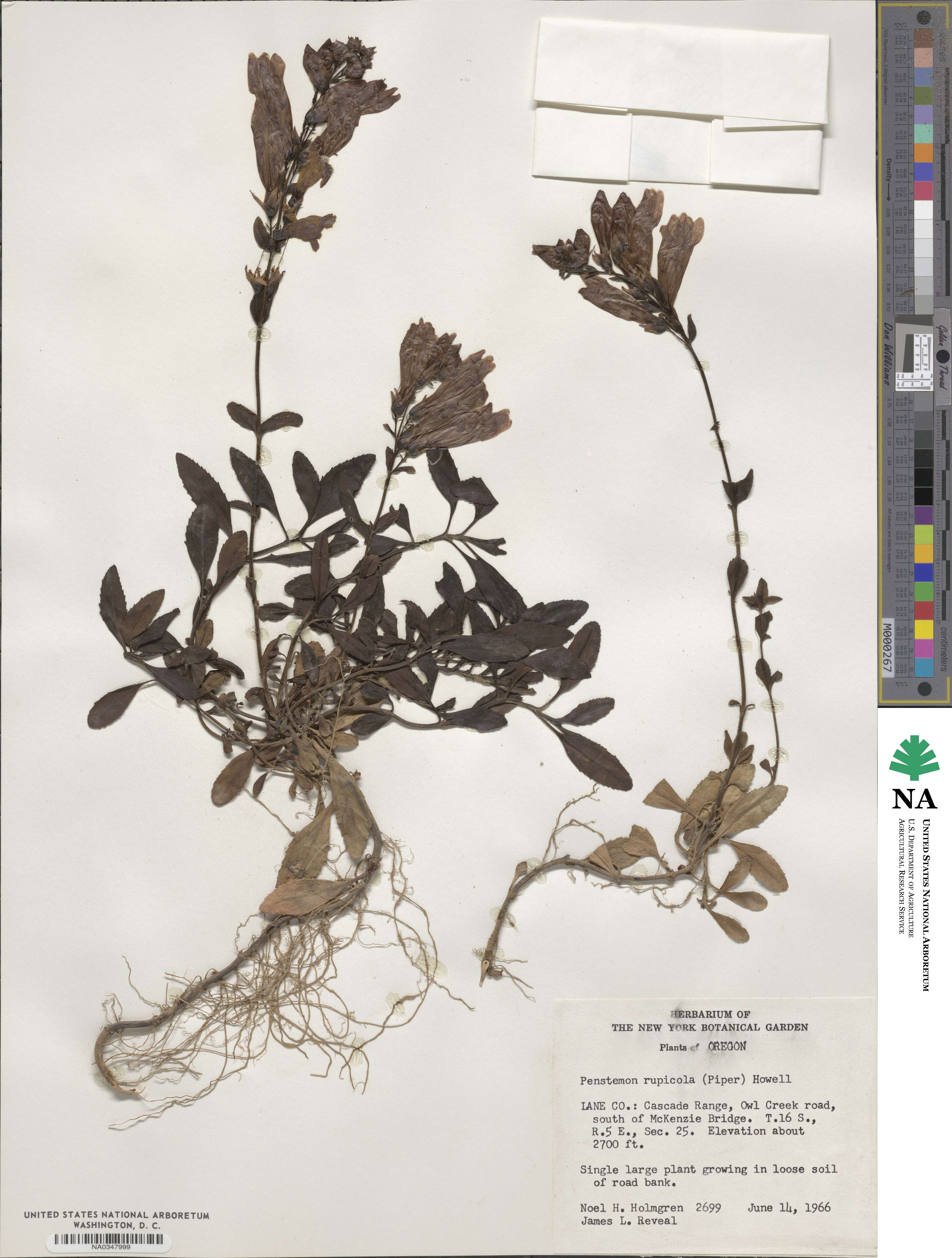 Penstemon rupicola image
