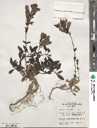 Penstemon rupicola image