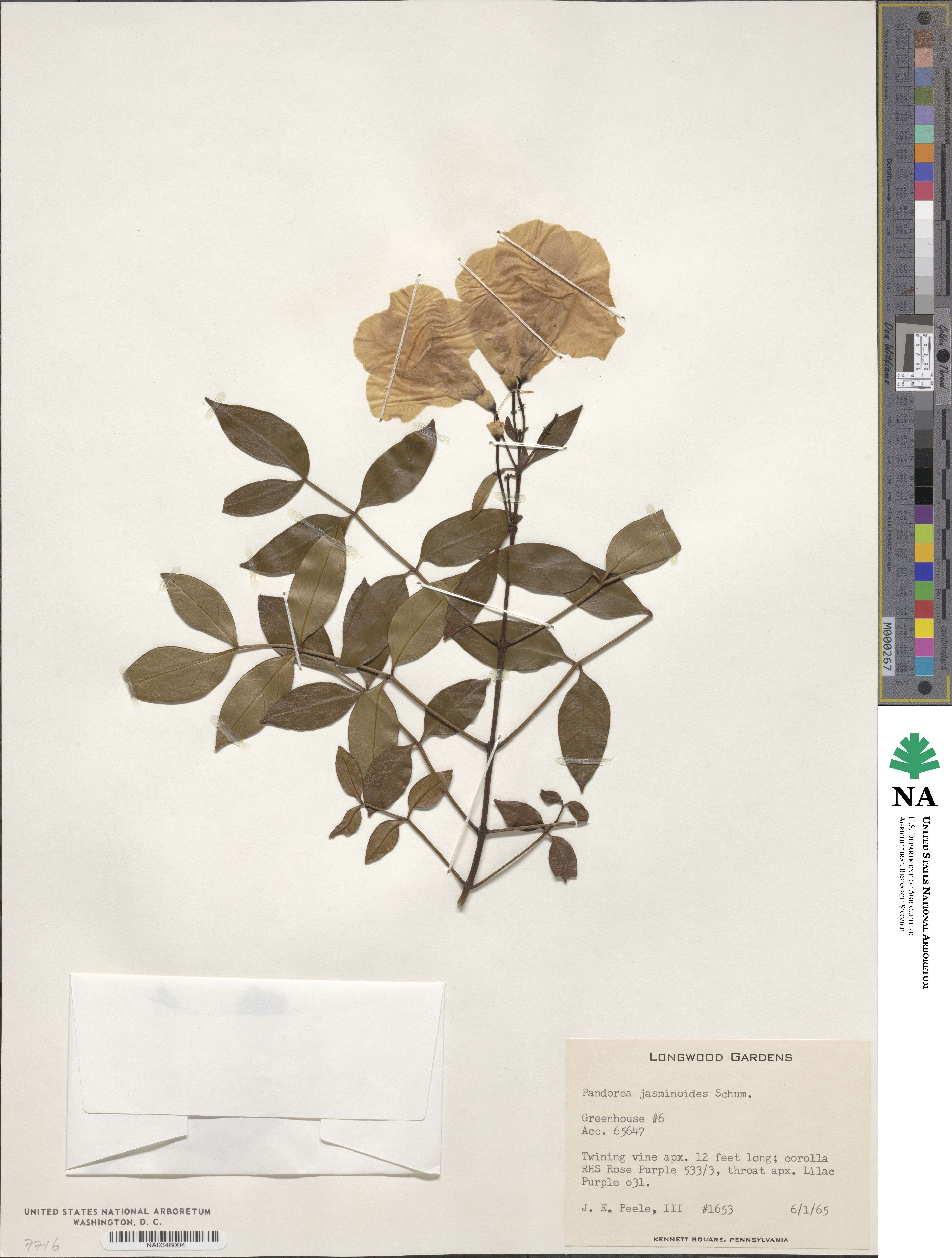 Pandorea jasminoides image