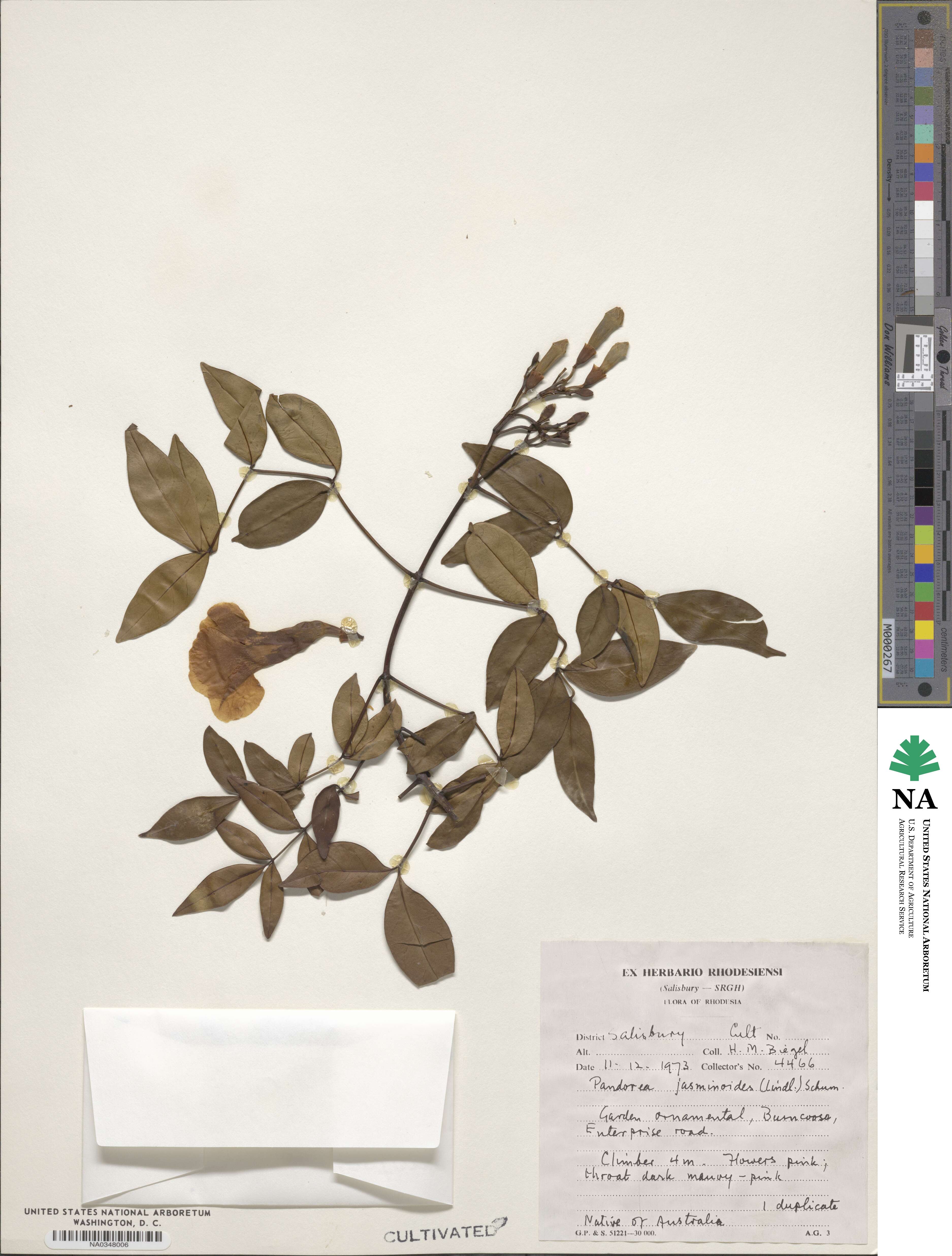 Pandorea jasminoides image