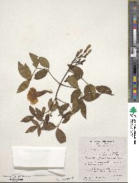 Pandorea jasminoides image