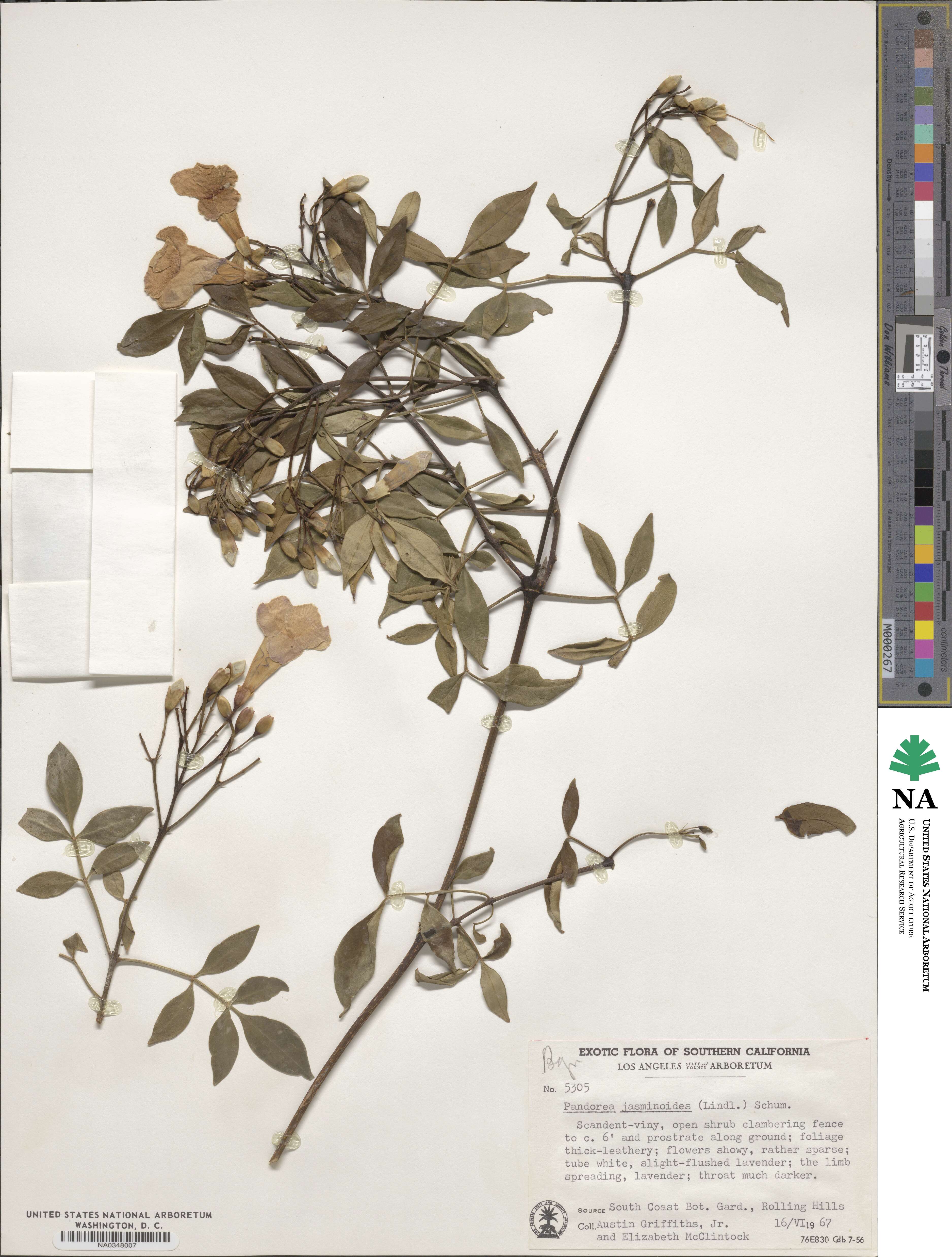 Pandorea jasminoides image