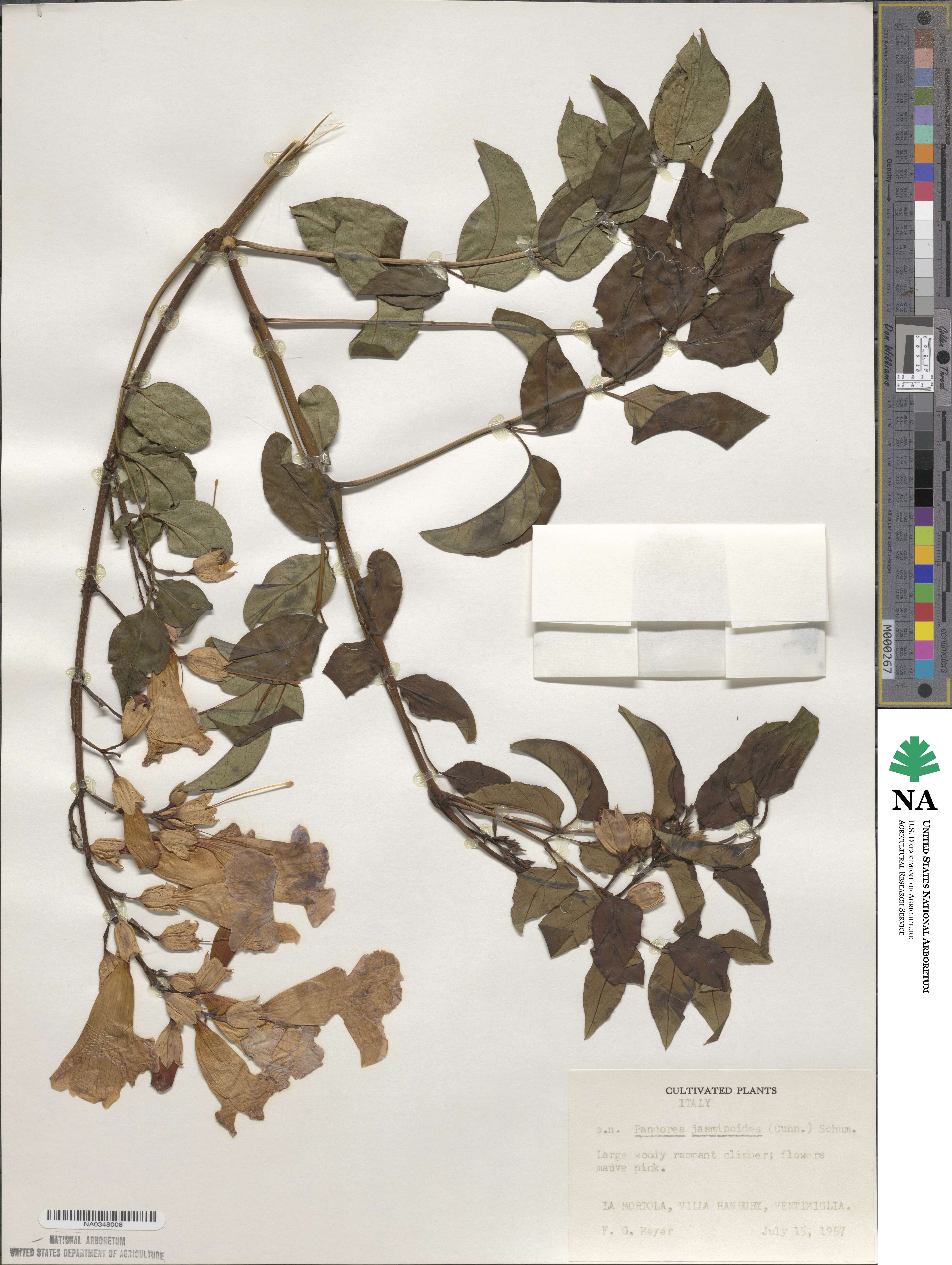 Pandorea jasminoides image