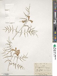 Pandorea pandorana subsp. pandorana image