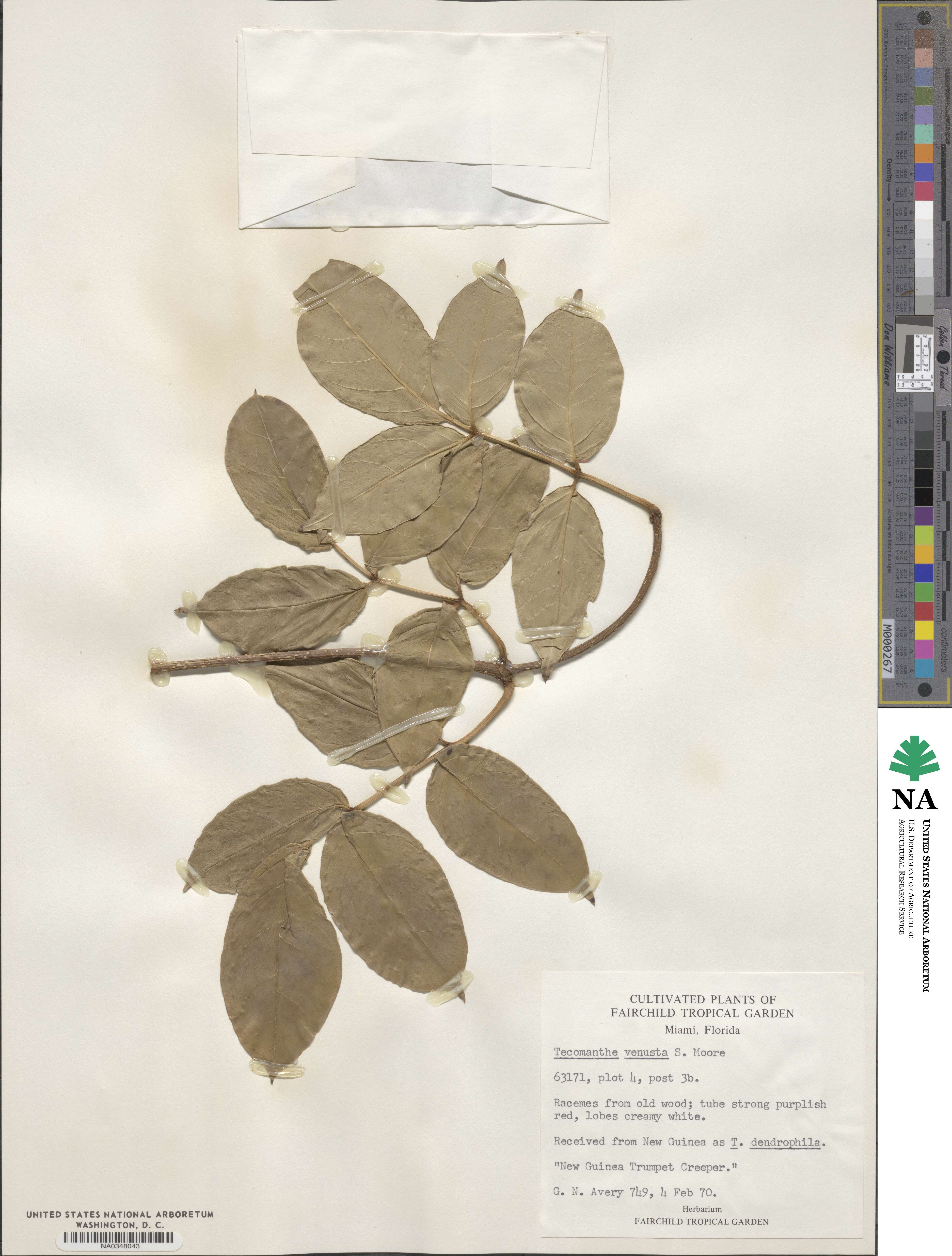 Tecomanthe dendrophila image