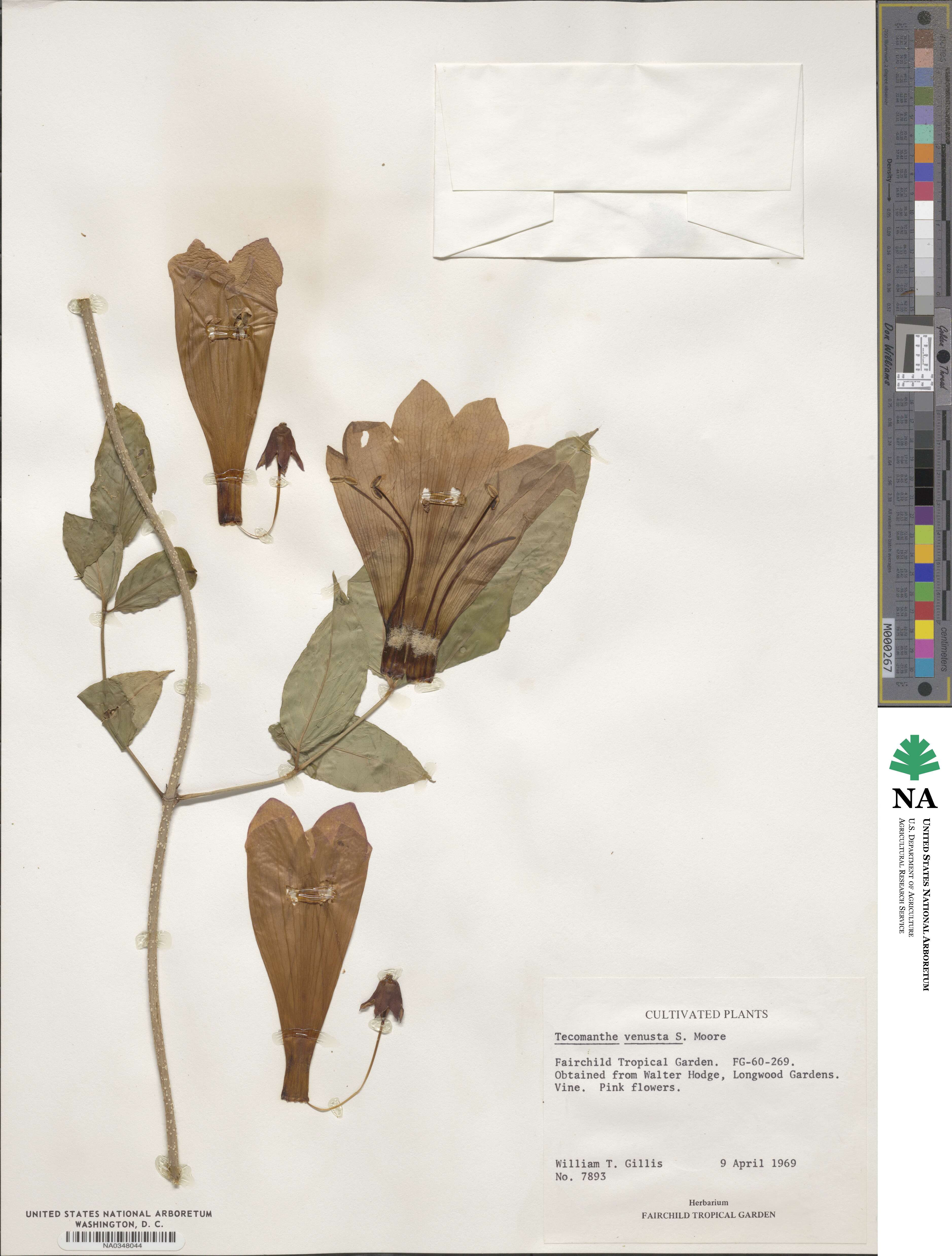 Tecomanthe dendrophila image