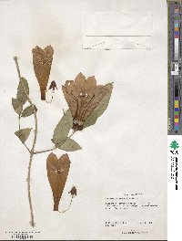 Tecomanthe dendrophila image