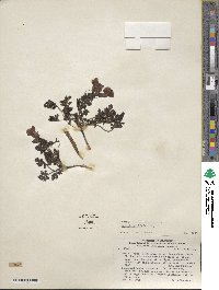 Argylia adscendens image