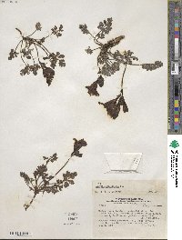 Argylia adscendens image