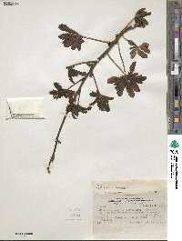 Argylia potentillifolia image