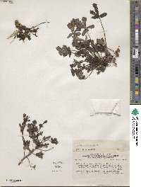 Argylia uspallatensis image