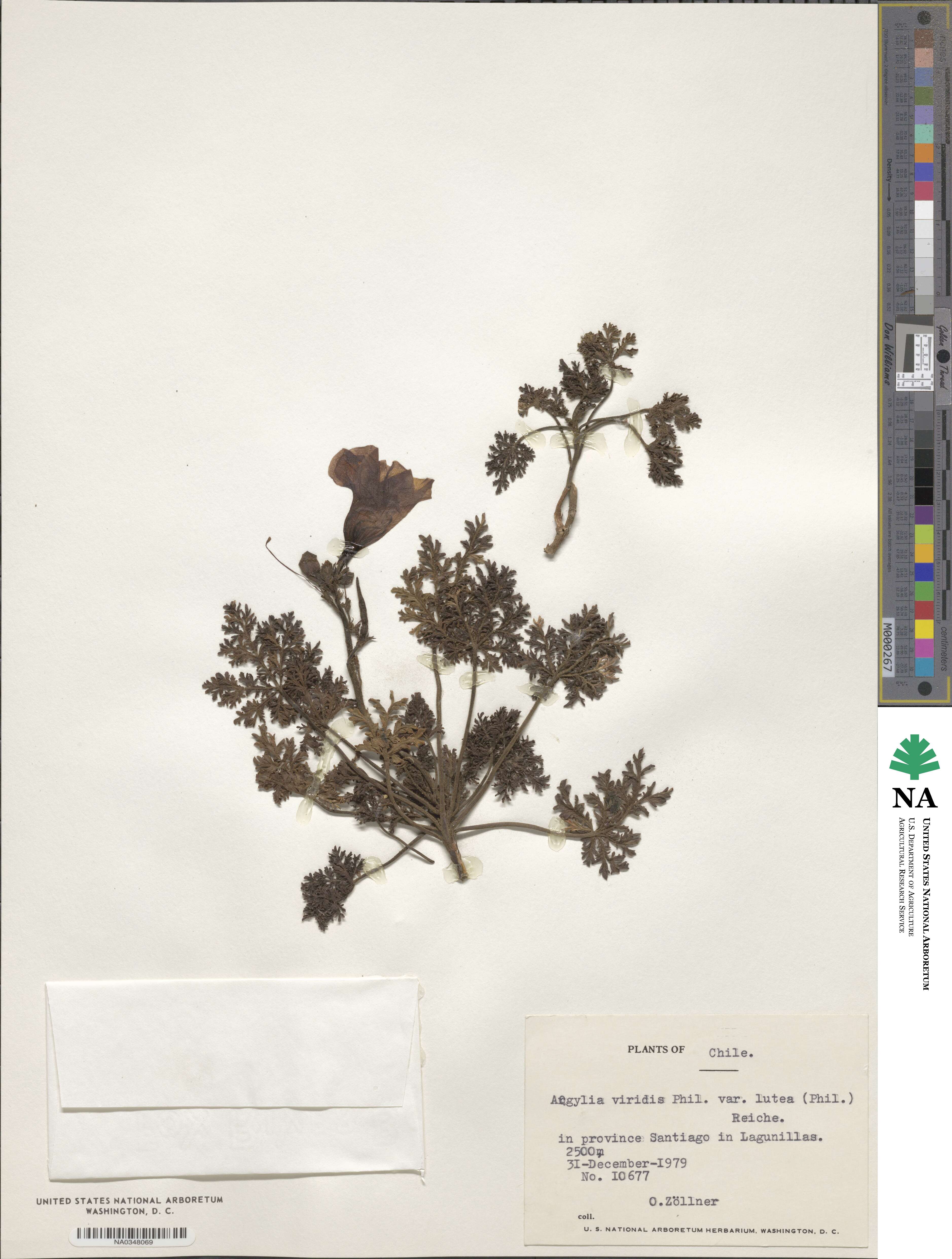 Argylia adscendens image