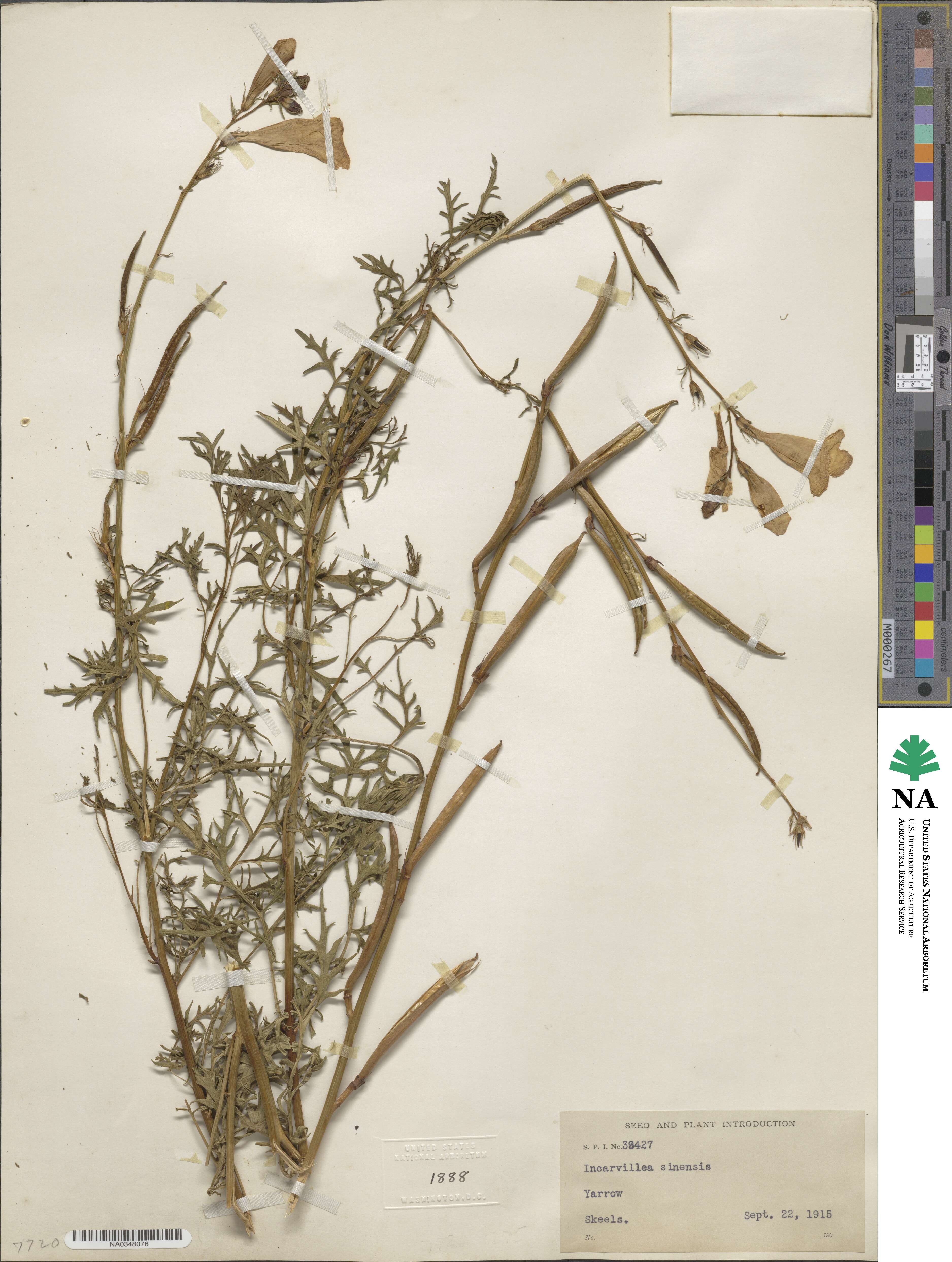 Campsis grandiflora image
