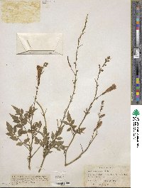 Incarvillea diffusa image