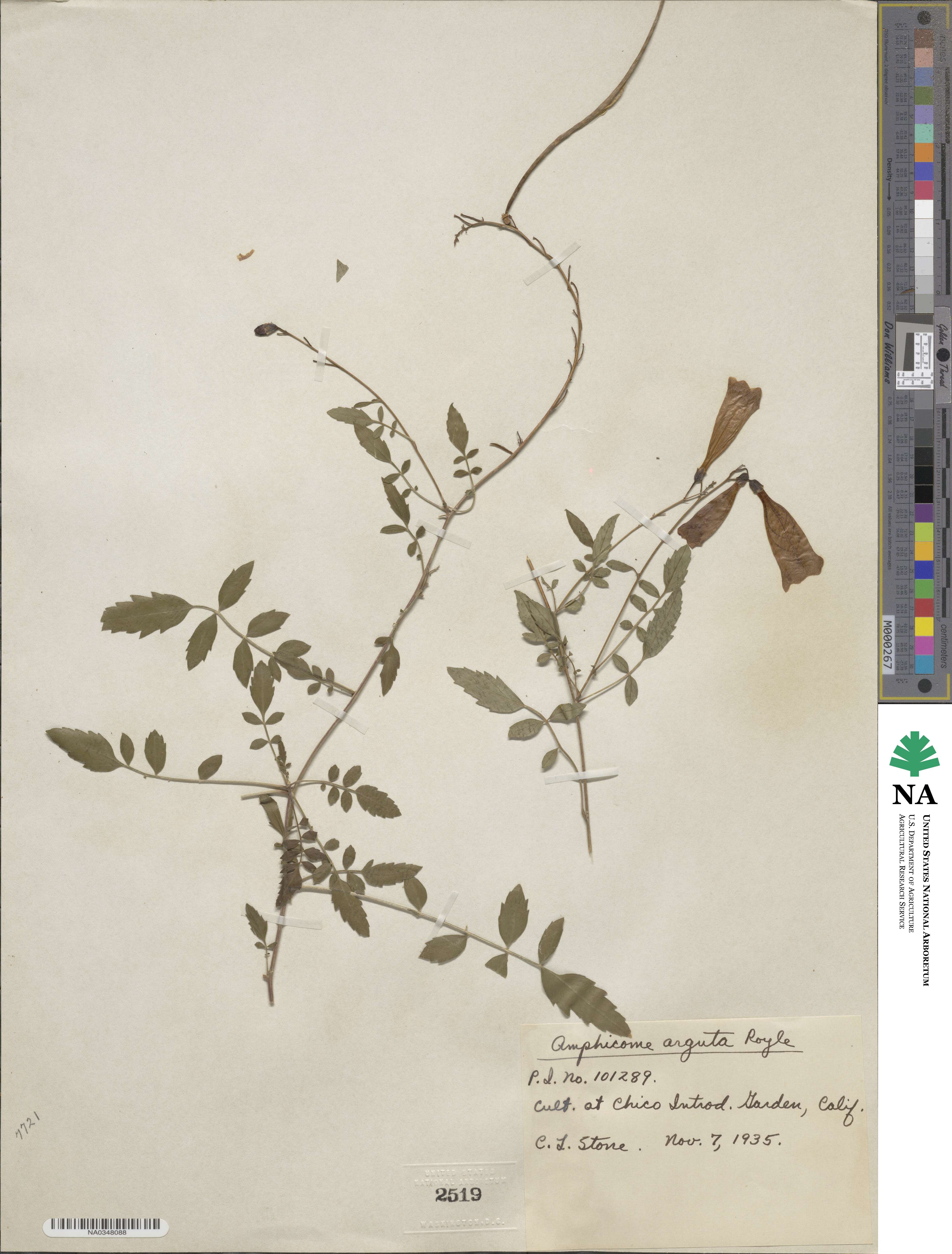 Incarvillea diffusa image