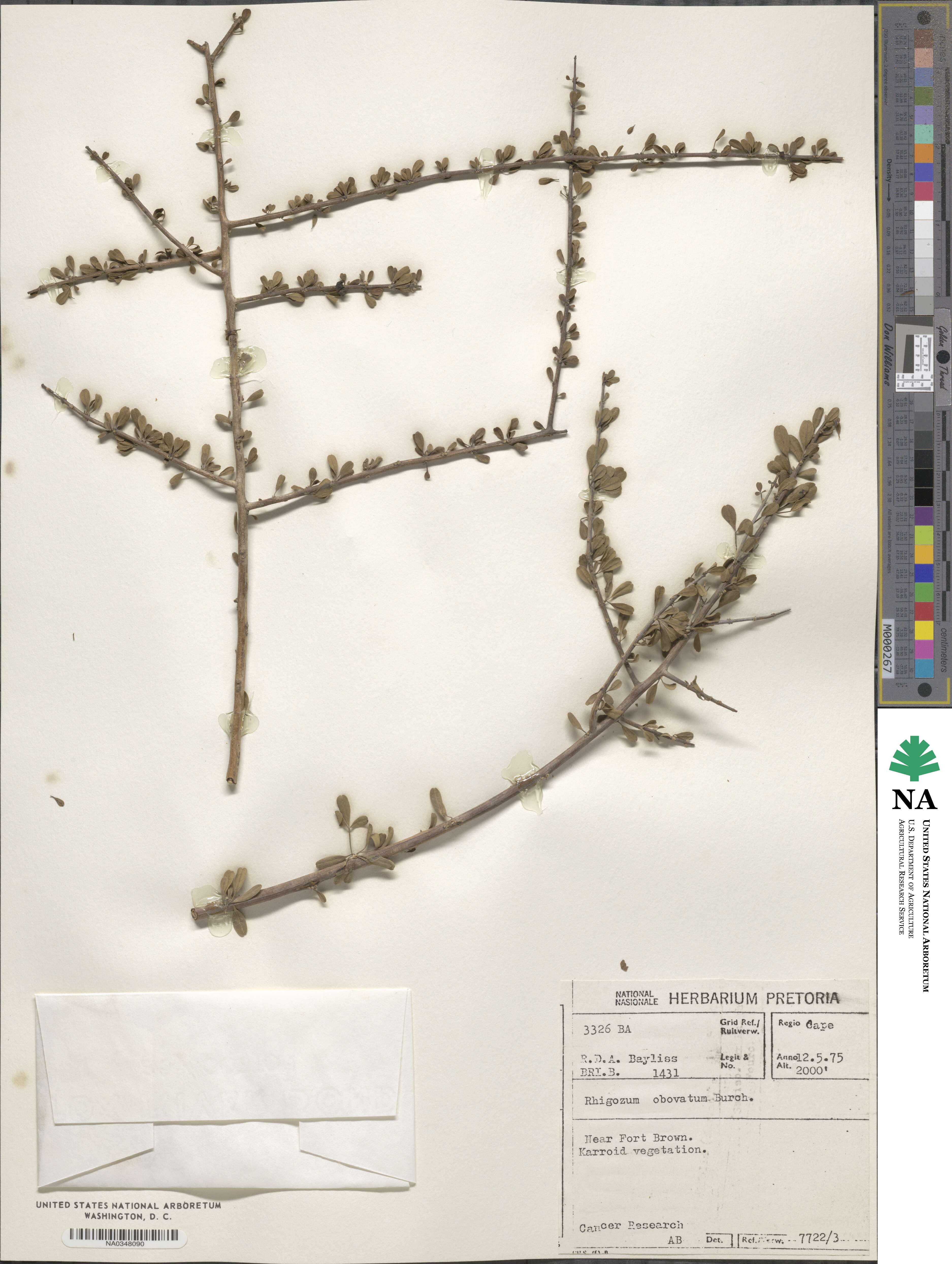 Rhigozum obovatum image