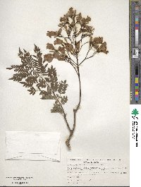 Jacaranda acutifolia image