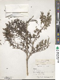 Image of Jacaranda poitaei