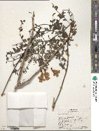 Jacaranda obtusifolia image