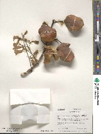 Jacaranda acutifolia image