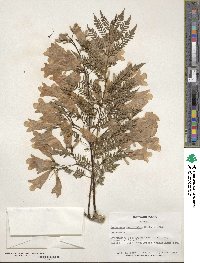 Jacaranda acutifolia image