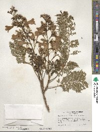 Jacaranda acutifolia image