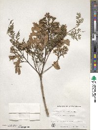 Jacaranda acutifolia image