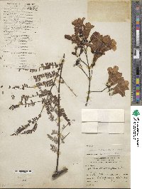 Jacaranda obtusifolia image