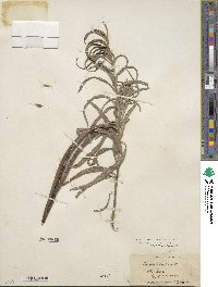 Chilopsis linearis subsp. arcuata image