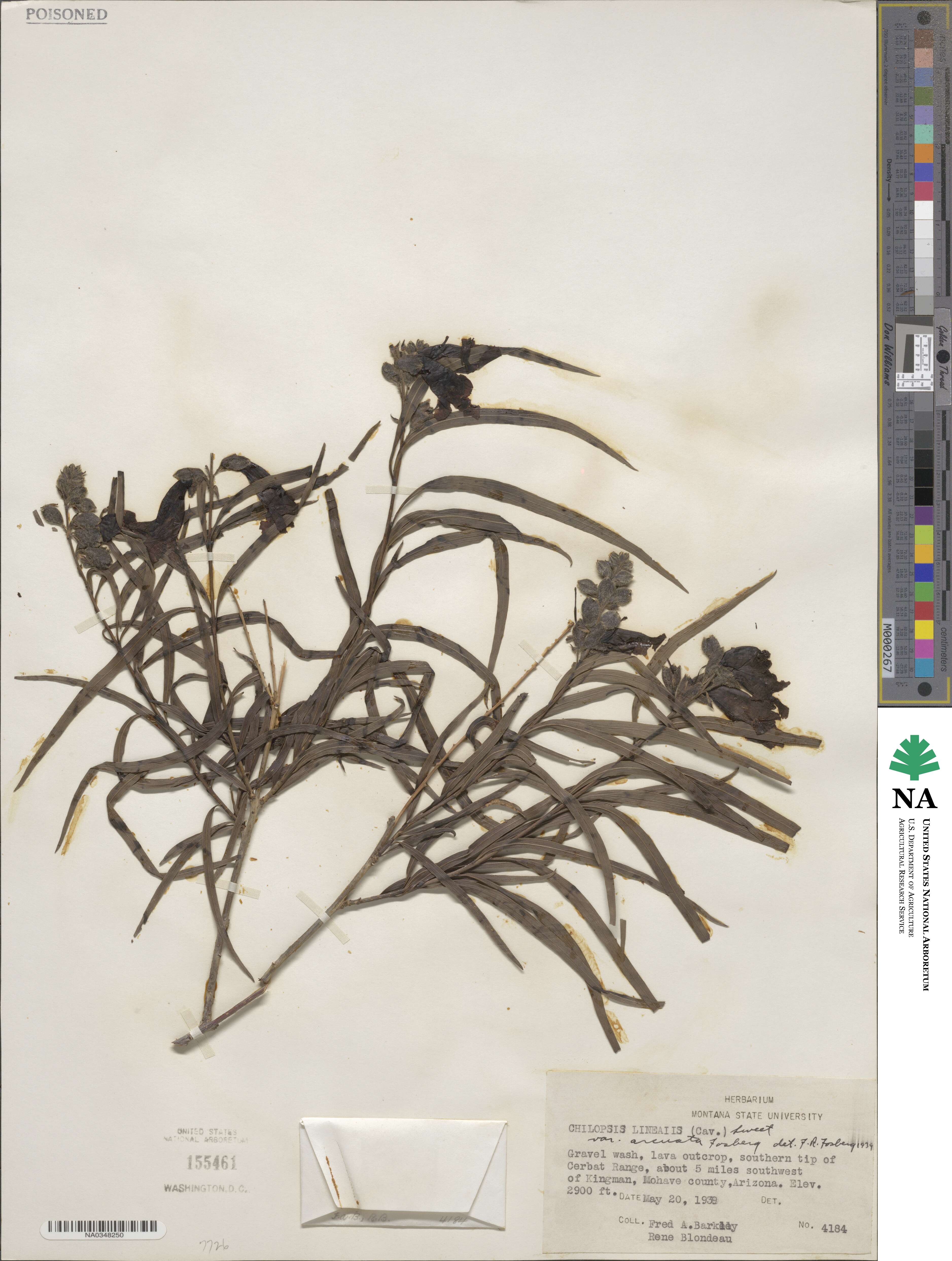 Chilopsis linearis subsp. arcuata image