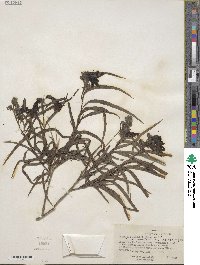 Chilopsis linearis subsp. arcuata image