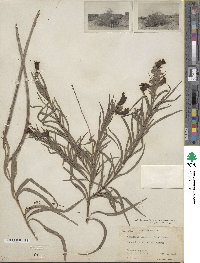 Chilopsis linearis subsp. arcuata image