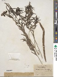 Chilopsis linearis subsp. arcuata image