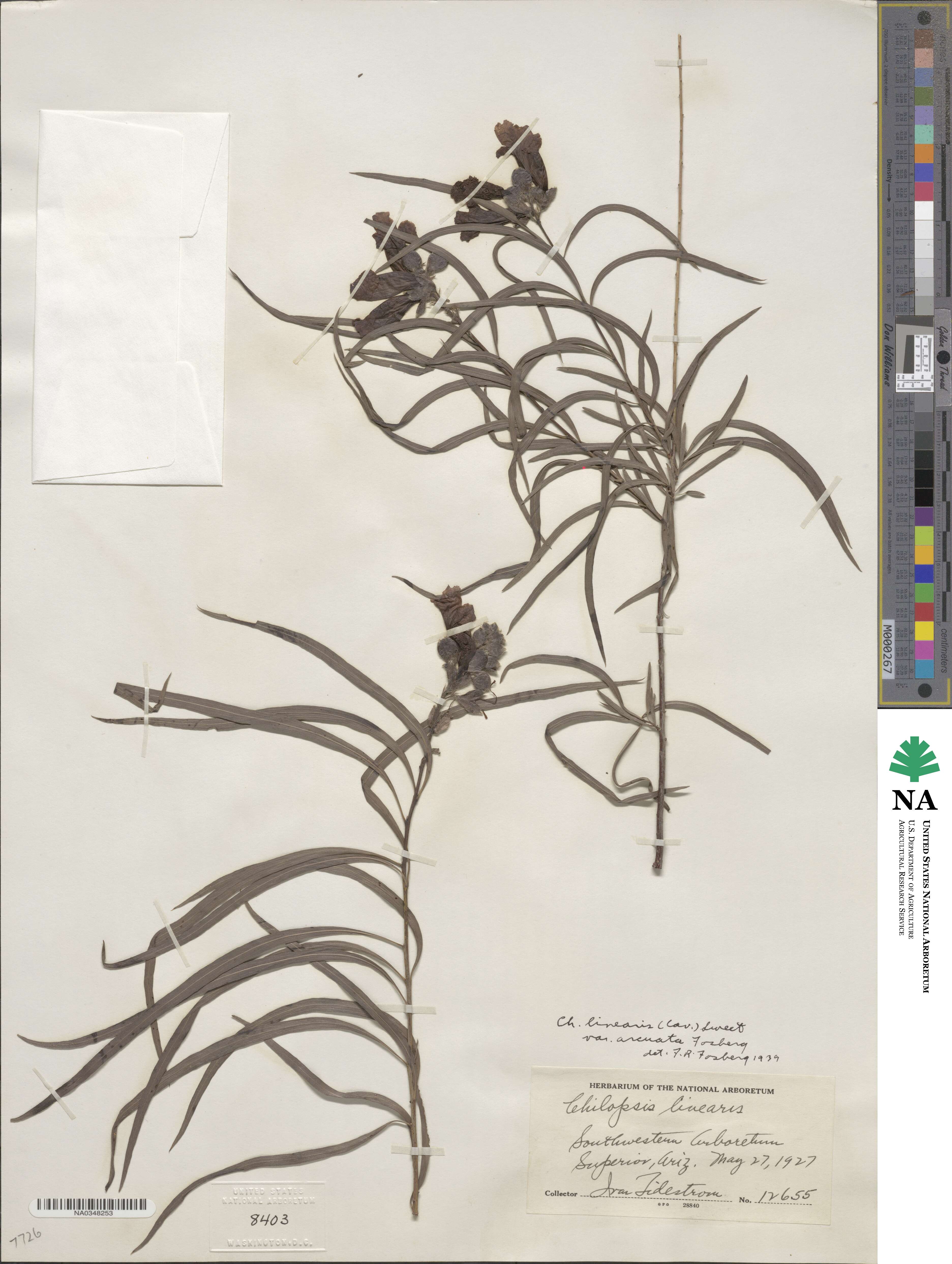 Chilopsis linearis subsp. arcuata image