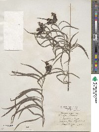 Chilopsis linearis subsp. arcuata image