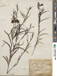 Chilopsis linearis subsp. arcuata image