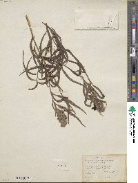 Chilopsis linearis subsp. arcuata image