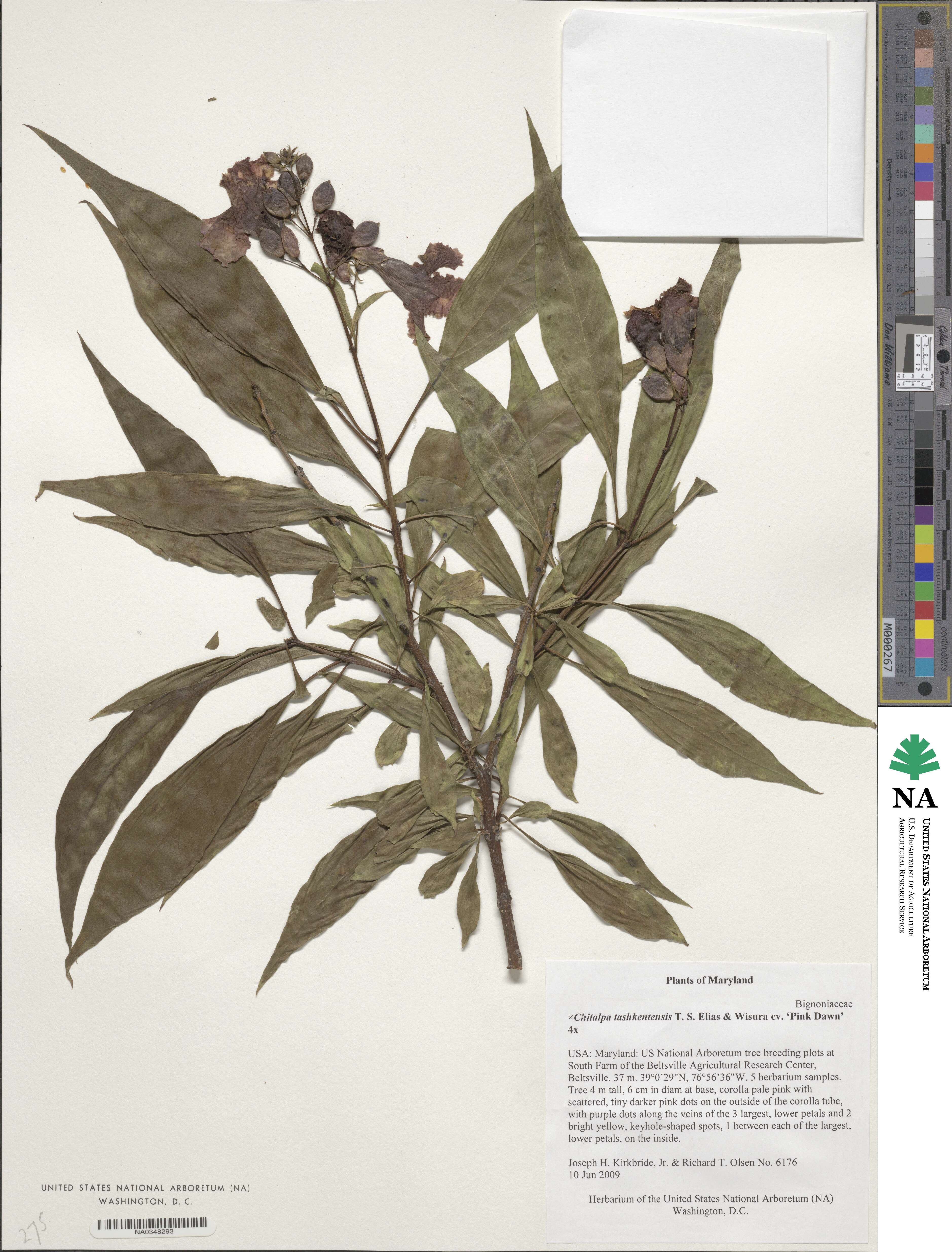 ×Chitalpa tashkentensis 'Pink Dawn' image