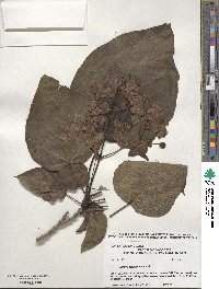 Catalpa bignonioides image