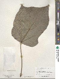 Catalpa bignonioides image