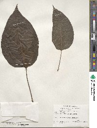 Catalpa bignonioides image