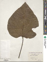 Catalpa speciosa image