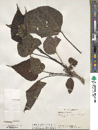 Catalpa speciosa image