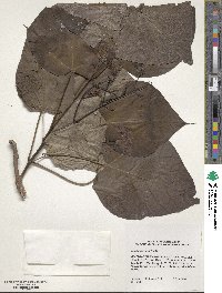 Catalpa speciosa image